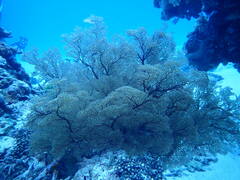 Melithaea ochracea