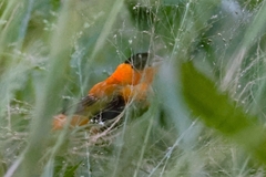 Euplectes franciscanus