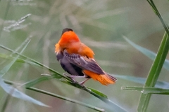 Euplectes franciscanus