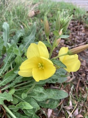 Oenothera glazioviana