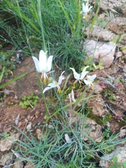 Hesperantha bachmannii