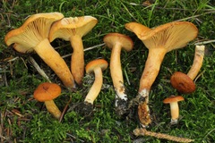 Lactarius luculentus laetus