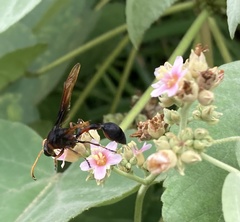 Delta pyriforme circinale