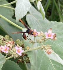 Delta pyriforme circinale