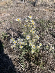 Erigeron annuus