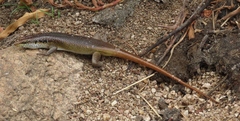 Trachylepis margaritifera