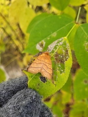 Pyreferra hesperidago