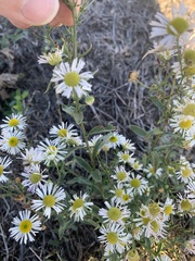 Erigeron annuus
