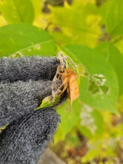 Pyreferra hesperidago