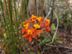 Epidendrum fulgens