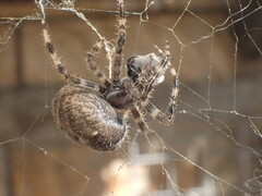 Araneus angulatus