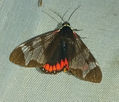 Dysschema leucophaea