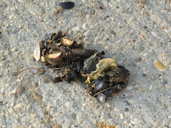 Mytilus galloprovincialis