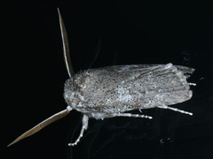 Cryptophasa irrorata