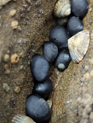 Nerita atramentosa