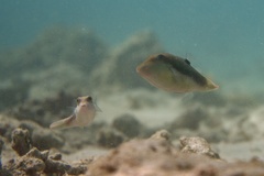 Canthigaster bennetti