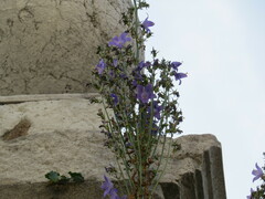 Campanula pyramidalis