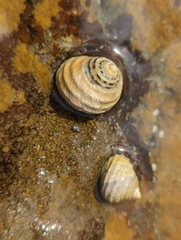 Austrocochlea constricta