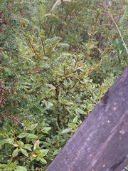 Rhododendron rubropilosum