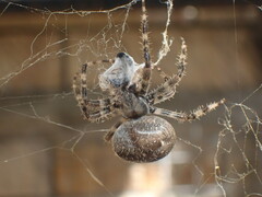 Araneus angulatus