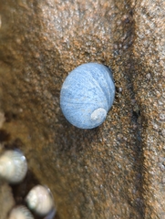 Nerita atramentosa