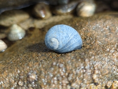 Nerita atramentosa