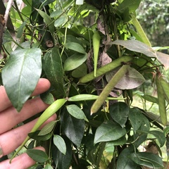 Vincetoxicum barbatum