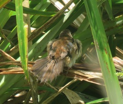 Bradypterus baboecala baboecala