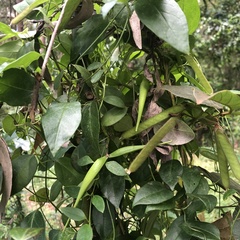 Vincetoxicum barbatum