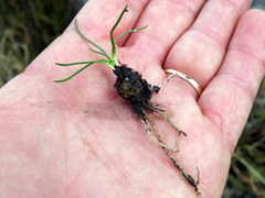 Ornithogalum schlechterianum