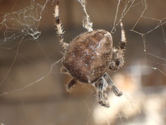 Araneus angulatus