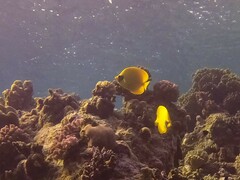 Chaetodon semilarvatus