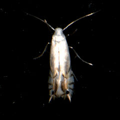 Phyllonorycter lucidicostella