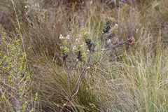 Serruria aitonii