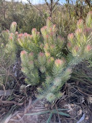 Leucadendron laxum