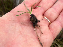 Ornithogalum schlechterianum
