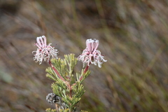 Serruria aitonii