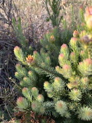 Leucadendron laxum