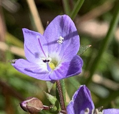 Veronica gracilis