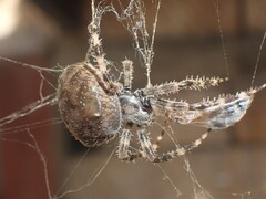 Araneus angulatus