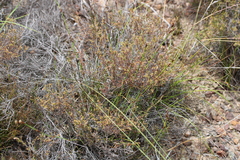 Erica recurvifolia