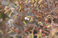 Erica recurvifolia