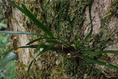 Angraecum pusillum
