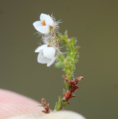 Erica recurvifolia