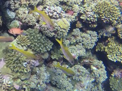 Mulloidichthys vanicolensis