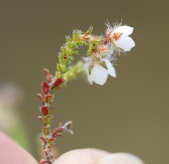 Erica recurvifolia