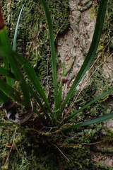 Angraecum pusillum