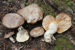 Lactarius caespitosus