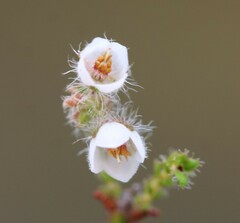 Erica recurvifolia