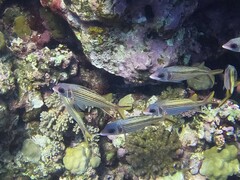 Neoniphon sammara